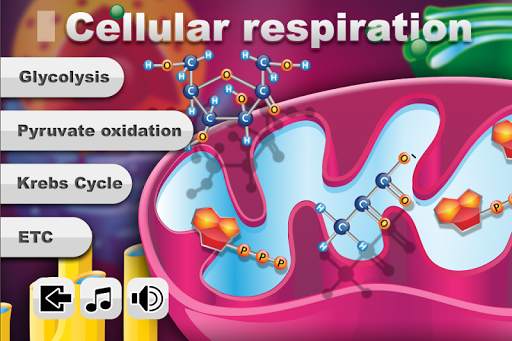 Biology Cellular Respiration screenshot 1