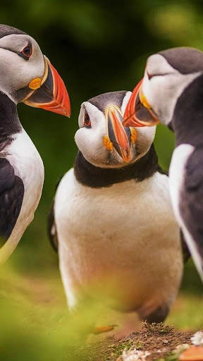 Atlantic Puffin Bird Wallpapers HD screenshot 2