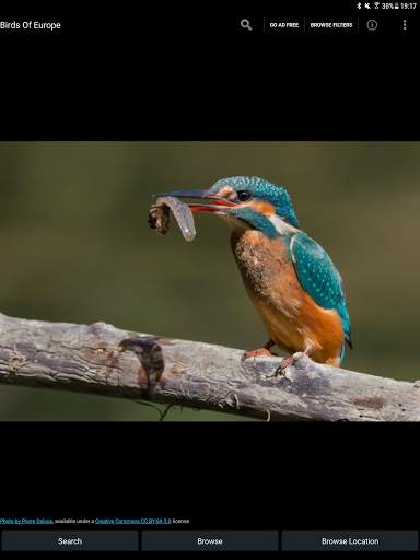 Birds Of Europe Guide स्क्रीनशॉट 5