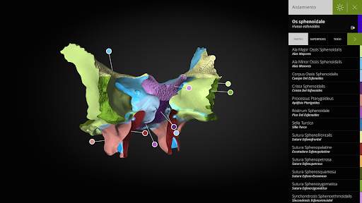 Anatomyka - Anatomía 3D screenshot 14