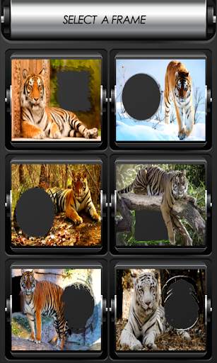 Tiger Photo Frames screenshot 2