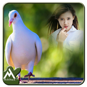 Dove Photo Frames icon