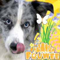 Real Pets™ by Fruwee icon