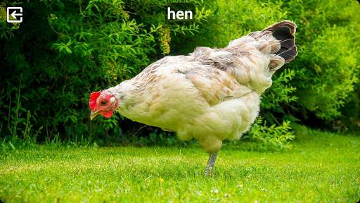 Animal Sounds Free screenshot 3