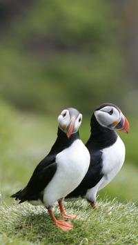 Beautiful Birds Wallpapers HD2 screenshot 15
