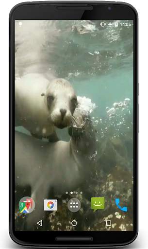 Sea Lions Video Live Wallpaper screenshot 1