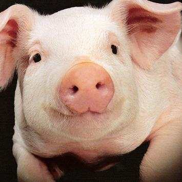Pig Sounds Lite screenshot 1