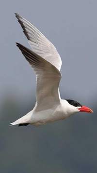 Birds live wallpaper स्क्रीनशॉट 4