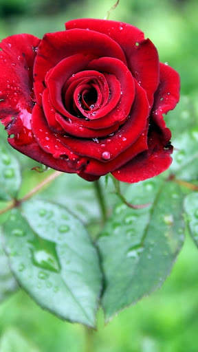 Red Rose Live Wallpaper screenshot 4