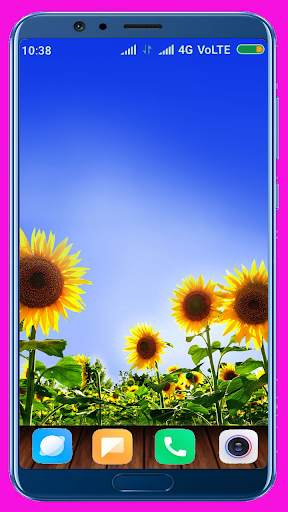 Sunflower HD Wallpaper screenshot 15