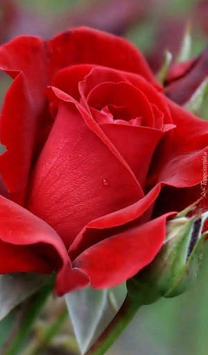 I Love Flowers Live Wallpapers, Free Rose Images screenshot 2