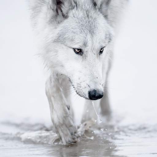Wolves live wallpaper 5.3