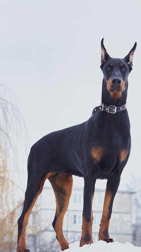 Doberman Wallpaper: backgrounds hd screenshot 6
