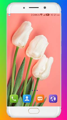 Tulip Wallpaper HD screenshot 2