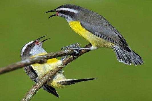 Birds Jigsaw Puzzles screenshot 2