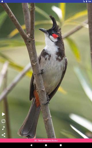 Bird Sounds स्क्रीनशॉट 13