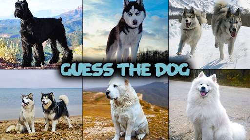 Dog quiz game screenshot 1