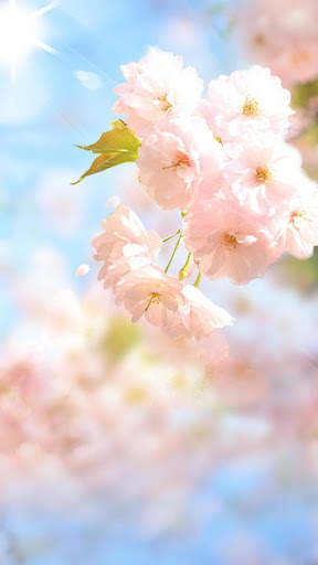Sakura Flower Live Wallpaper screenshot 5