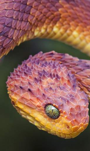 Snake Live Wallpaper screenshot 3