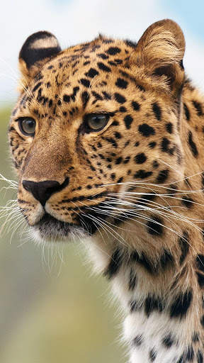 Magic Touch: Leopard Live Wallpaper screenshot 2