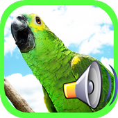 call Bird icon