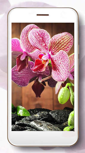Music Orchid screenshot 3