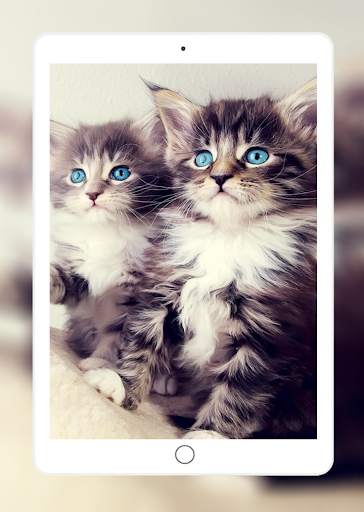 Cute Cats Wallpaper screenshot 7