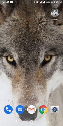 Free Wolf Wallpapers HD screenshot 1