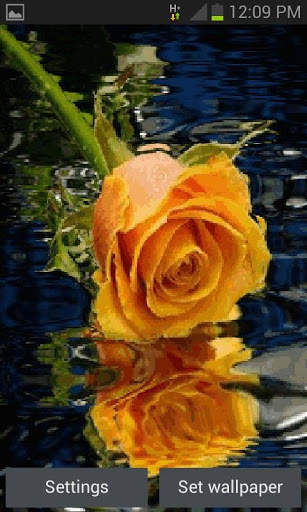 Yellow Rose Reflection LWP screenshot 1