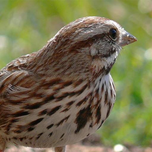 Talking Sparrow Free LWP 1.5