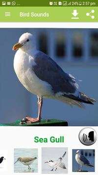 Bird Sound & Pictures screenshot 15