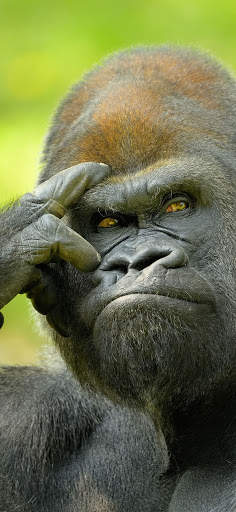 Gorilla Wallpaper screenshot 14