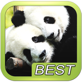 Bear Bears Puzzle icon