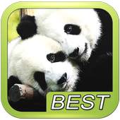 Bear Bears Puzzle 5.4