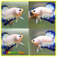 Diy Decorative Fish icon