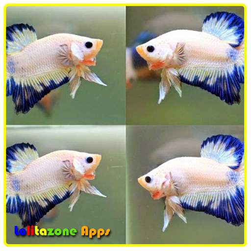 Diy Decorative Fish 1.0