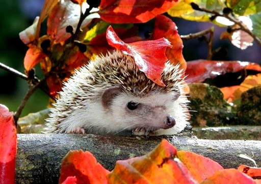 🦔 Hedgehog wallpaper screenshot 6