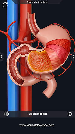 Human Anatomy screenshot 15