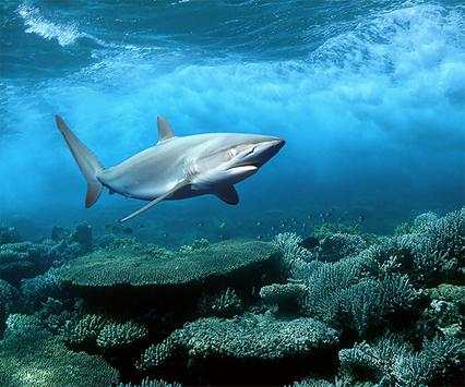 Shark Live Wallpaper screenshot 1