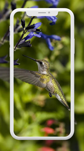 Bird Wallpaper HD screenshot 5