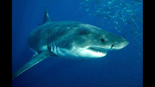 Great White Shark. Wallpapers screenshot 6