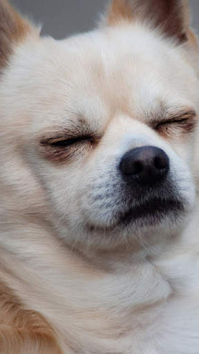 Chihuahua Wallpaper HD & 4k Backgrounds screenshot 8