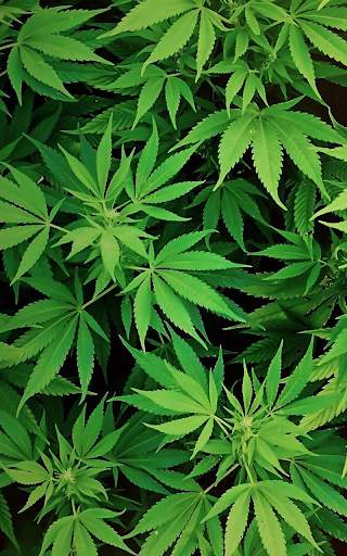 Weed Wallpaper screenshot 1