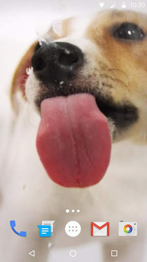 Dog Licks Screen Wallpaper 2019 скриншот 2
