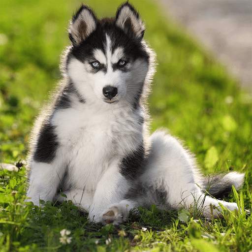 Cute Puppy Jigsaw Puzzles screenshot 3