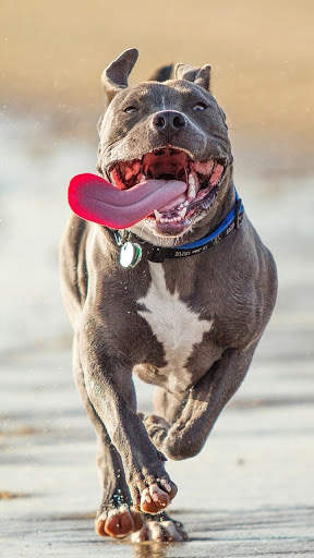 Pitbull Dog Wallpaper HD screenshot 3