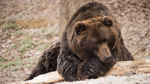Bear Wallpapers HD & 4k Backgrounds screenshot 10
