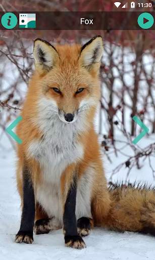 Natural Animal Sounds and HD Wallpaper screenshot 4