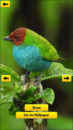 4K Bird live Wallpaper: Birds Wallpaper स्क्रीनशॉट 1
