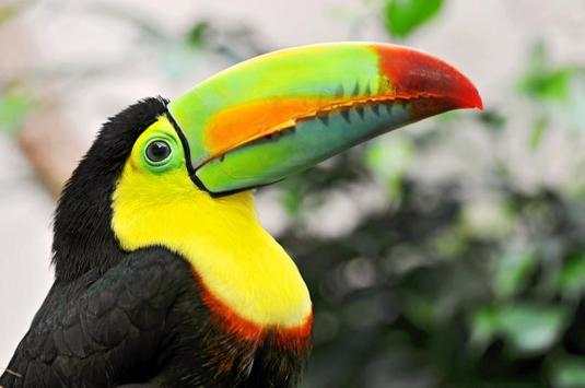 Toucan Bird HD Wallpaper screenshot 5